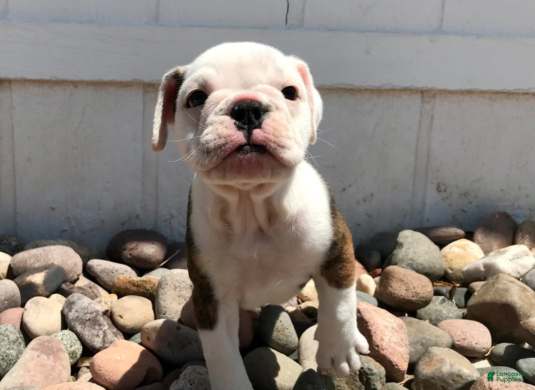 Olde English Bulldogge dogs for sale: Tulip - Image 1