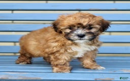 Shihpoo dogs for sale: Jasper - Image 3