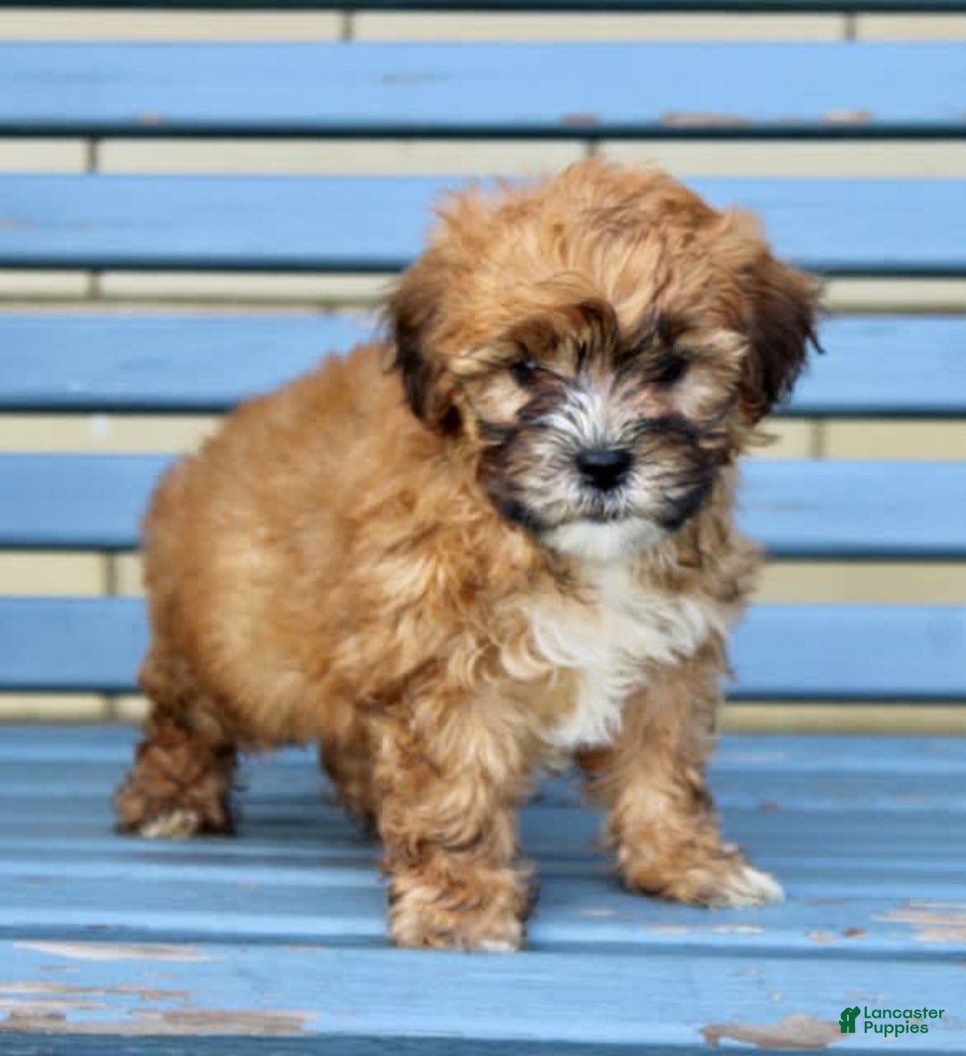 Shihpoo dogs for sale: Jasper - Image 3