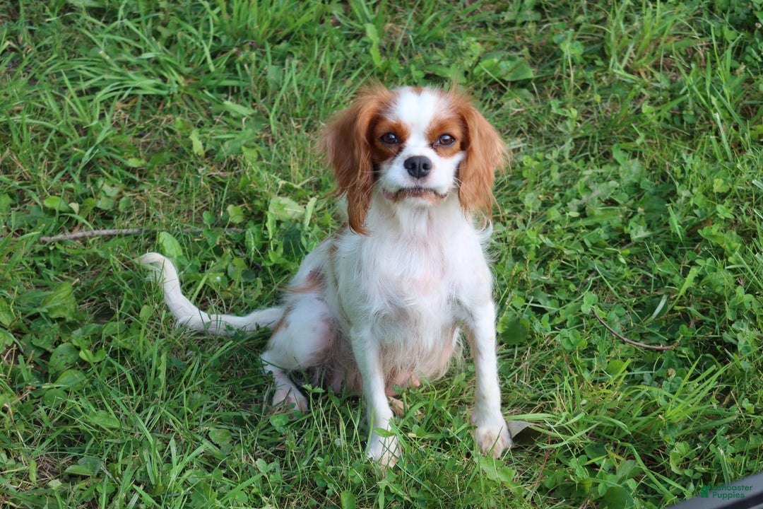 Cavalier King Charles Spaniel dogs for sale: Sage - Image 15