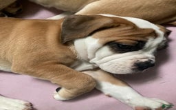 Shar Pei dogs for sale: Titina - Image 1