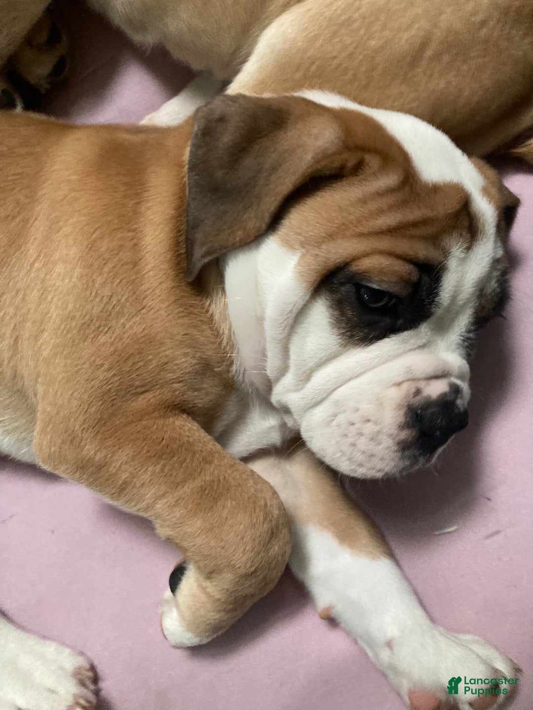 Shar Pei dogs for sale: Titina - Image 1