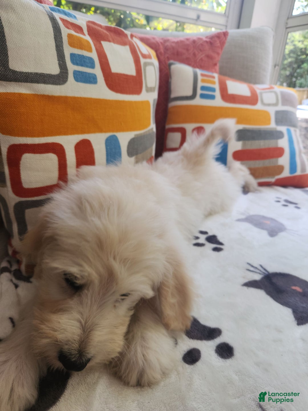 Goldendoodle dogs for sale: Cookie - Image 6