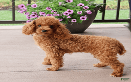 Toy Poodle dogs for sale: Tiny Duke - Image 7
