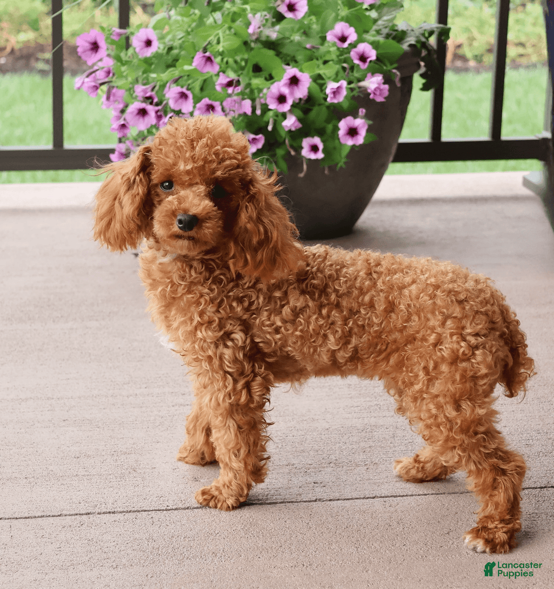 Toy Poodle dogs for sale: Tiny Duke - Image 7