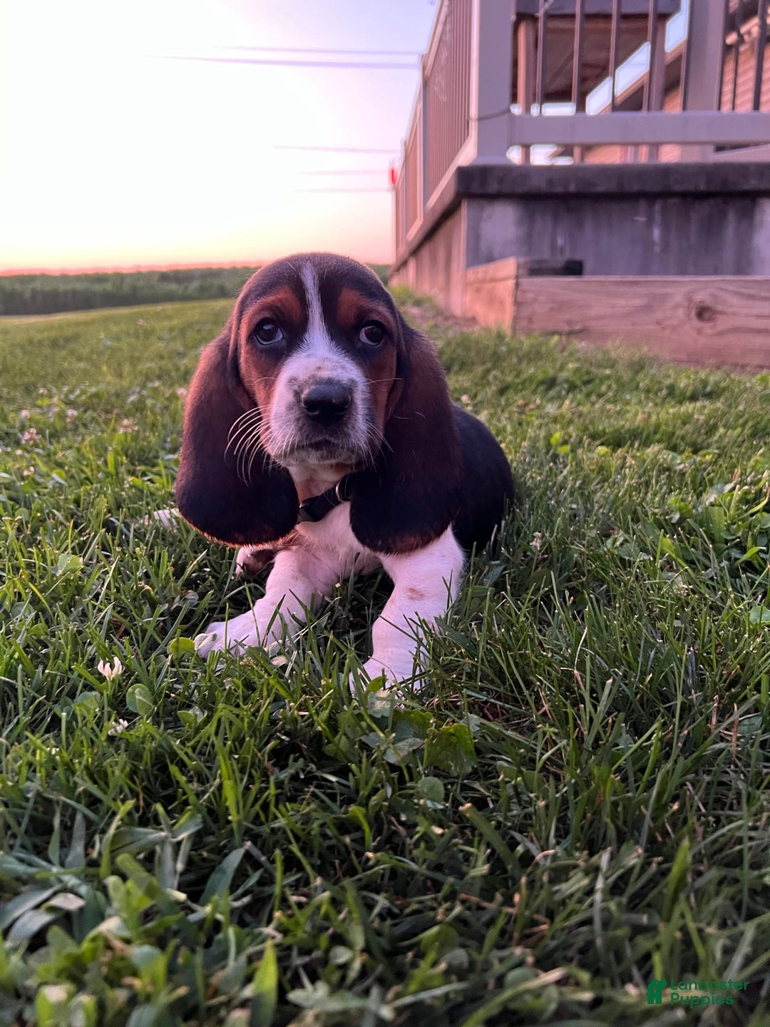 Basset Hound dogs for sale: Star - Image 1