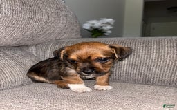Morkie dogs for sale: Sapphire - Image 2