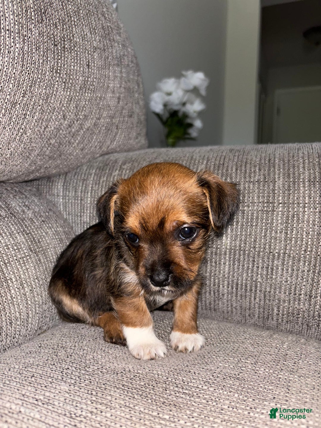 Morkie dogs for sale: Sapphire - Image 2