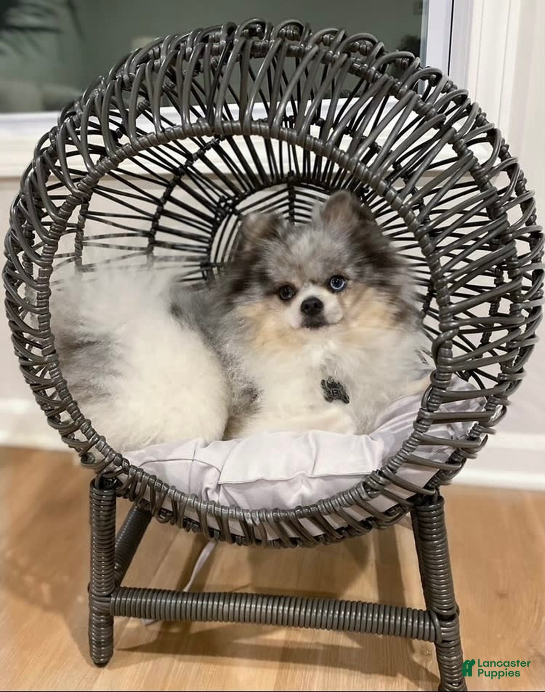 Pomeranian dogs for sale: Luca - Image 6
