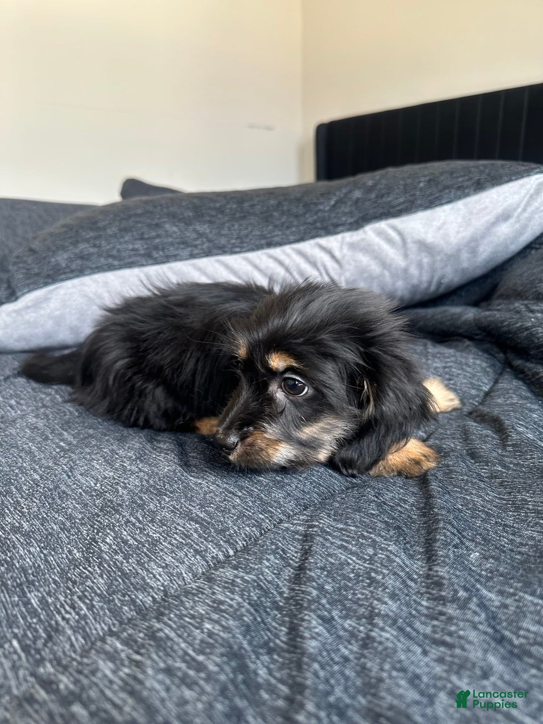 Miniature Dachshund dogs for sale: Millie - Image 3