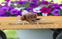 Toy Poodle dogs for sale: Dusky - Image 2