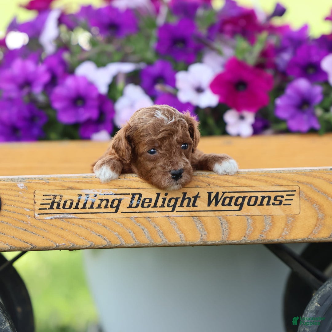 Toy Poodle dogs for sale: Dusky - Image 2