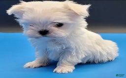 Maltese dogs for sale: Casper - Image 3