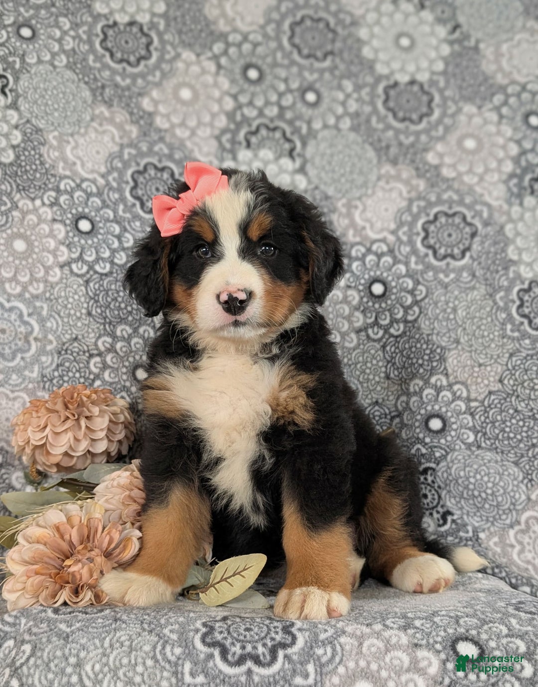 Bernese Mountain Dog dogs for sale: Emma - Image 2