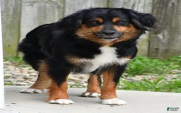 Miniature Australian Shepherd dogs for sale: Natasha - Image 15