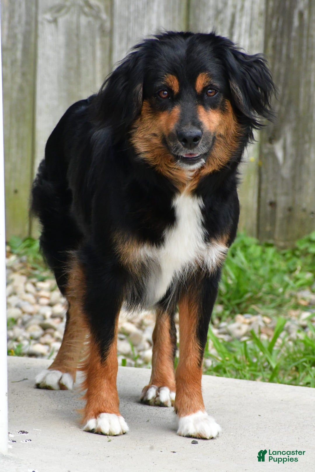 Miniature Australian Shepherd dogs for sale: Natasha - Image 15