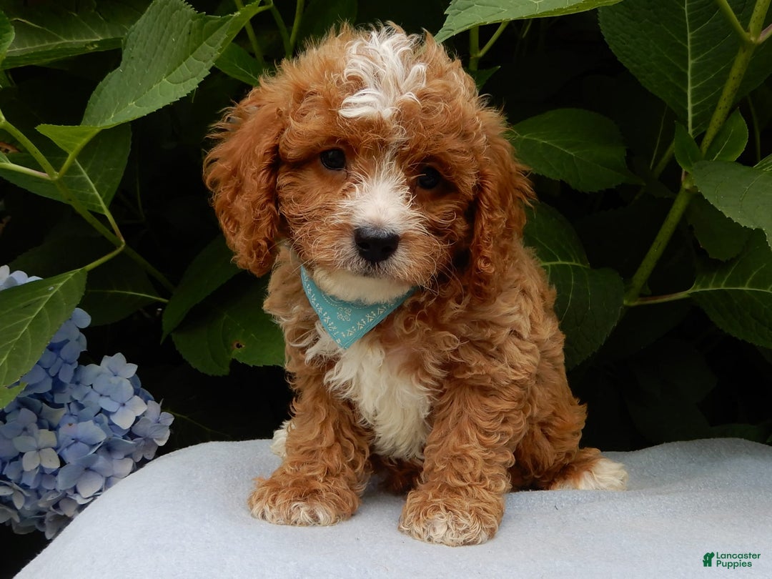 Cavapoo dogs for sale: Ace - Image 2