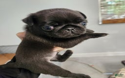 Pug dogs for sale: Black Pug - Image 1