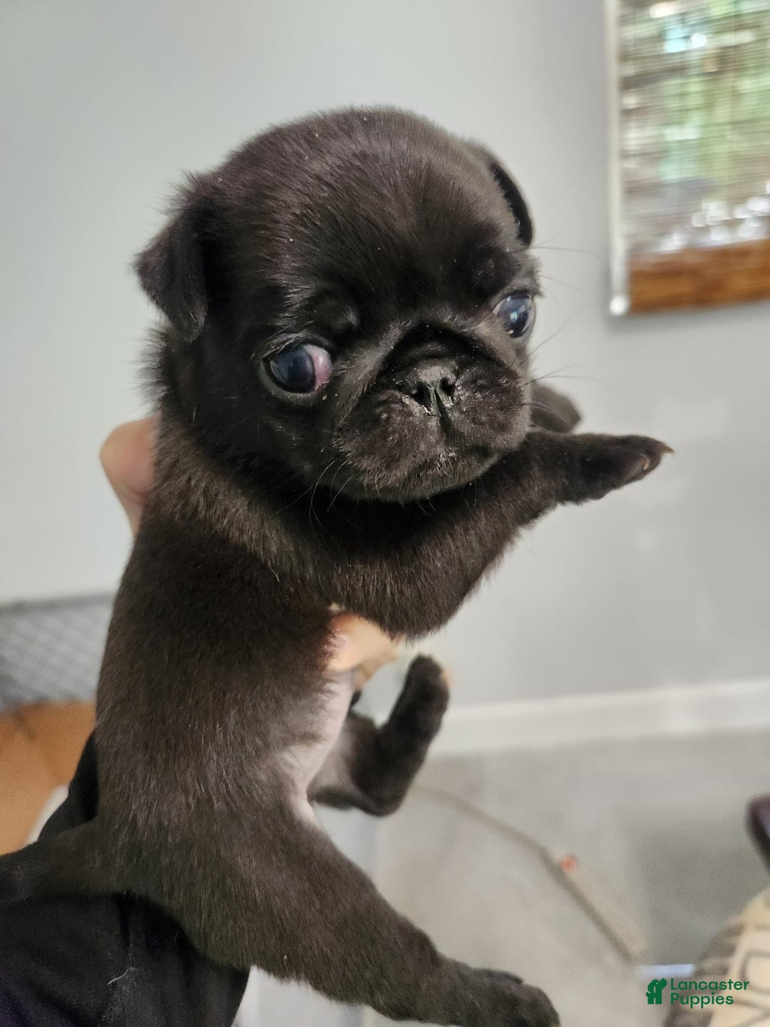Pug dogs for sale: Black Pug - Image 1