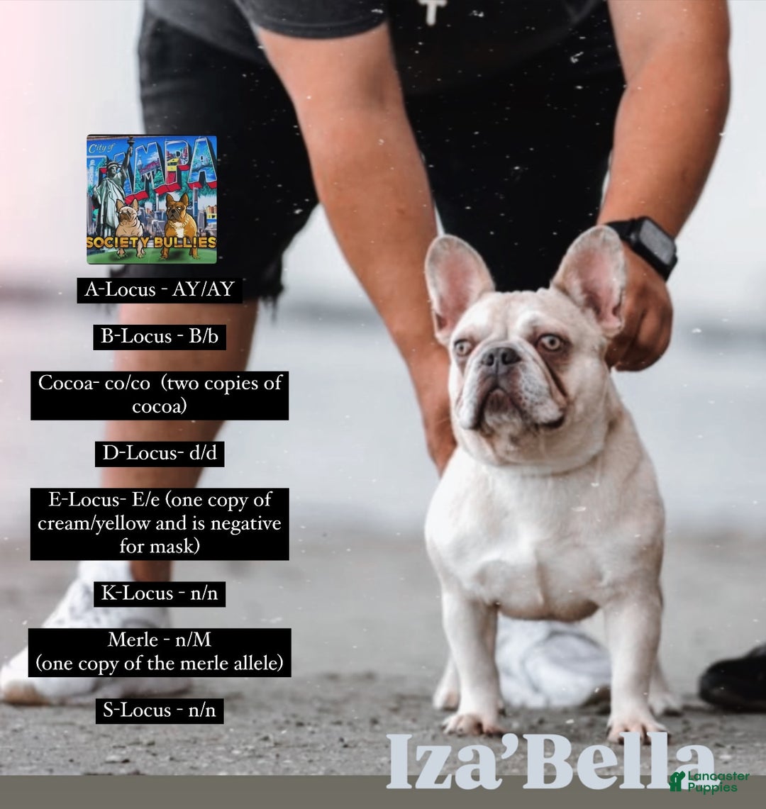 French Bulldog dogs for sale: Teseki - Image 8