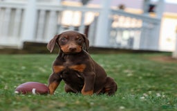 Doberman Pinscher dogs for sale: Diesel - Image 10