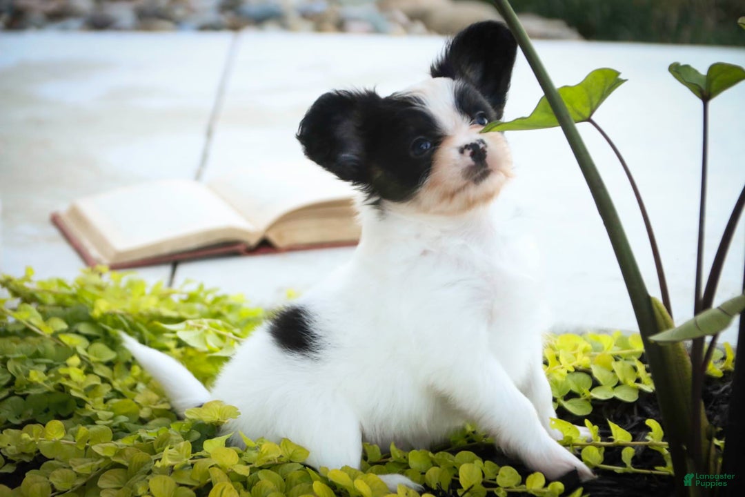 Papillon dogs for sale: Leonardo - Image 1