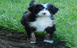 Mini Bernedoodle dogs for sale: Oliver - Image 5