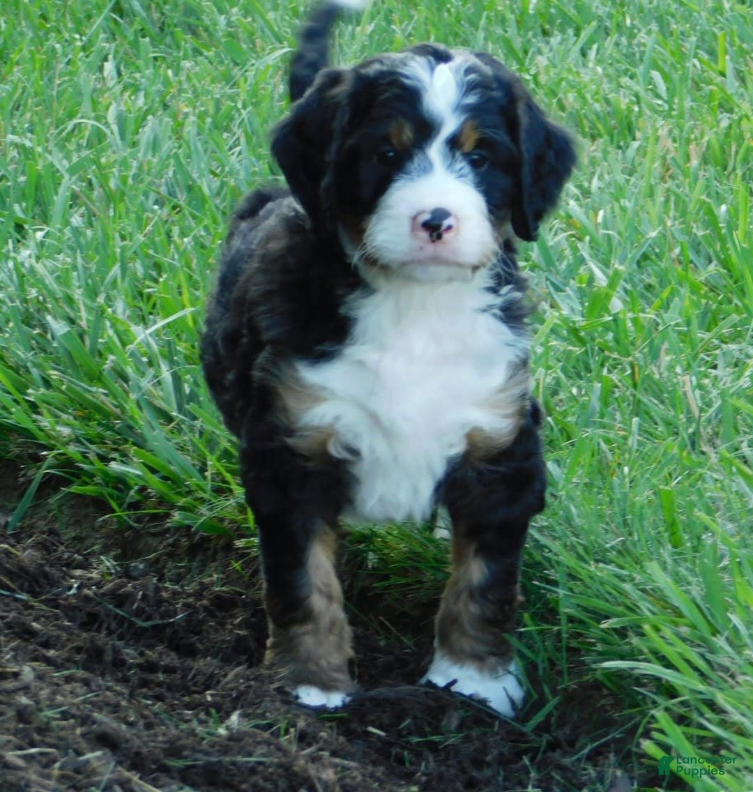 Mini Bernedoodle dogs for sale: Oliver - Image 5