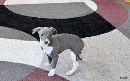 Italian Greyhound dogs for sale: KK - Image 9