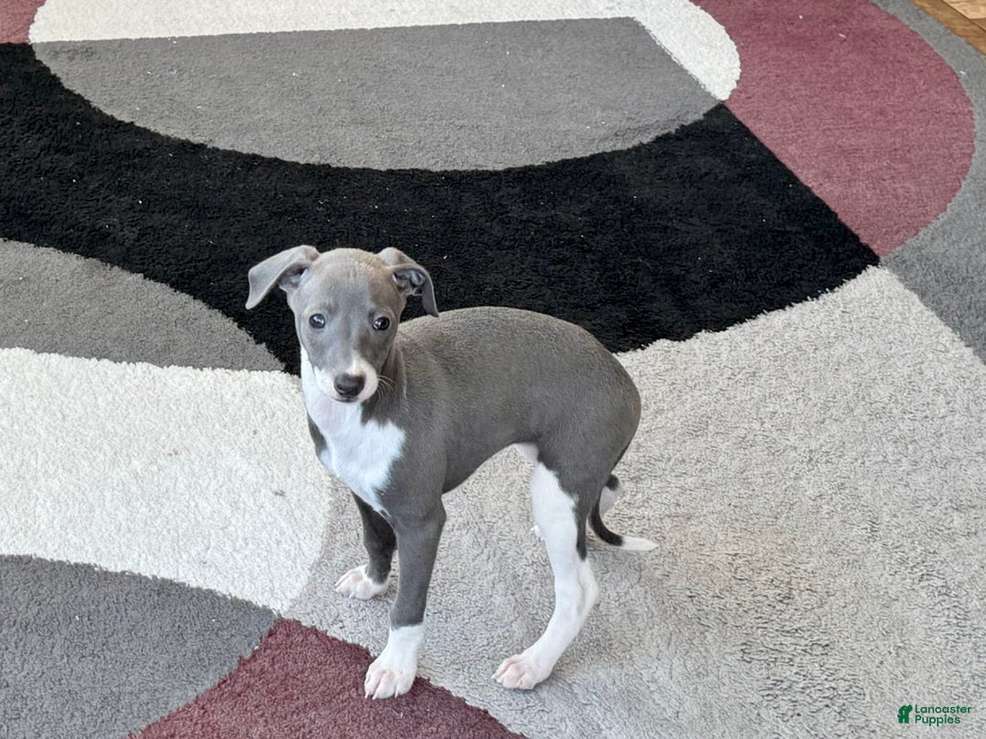 Italian Greyhound dogs for sale: KK - Image 9