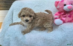 Toy Poodle dogs for sale: Sugar - Image 4