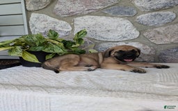 English Mastiff dogs for sale: Bear - Image 15