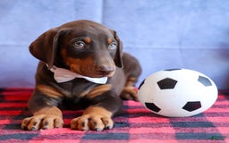 Doberman Pinscher dogs for sale: Dannie - Image 4