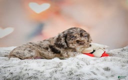 Cocker Spaniel dogs for sale: CoCo - Image 8