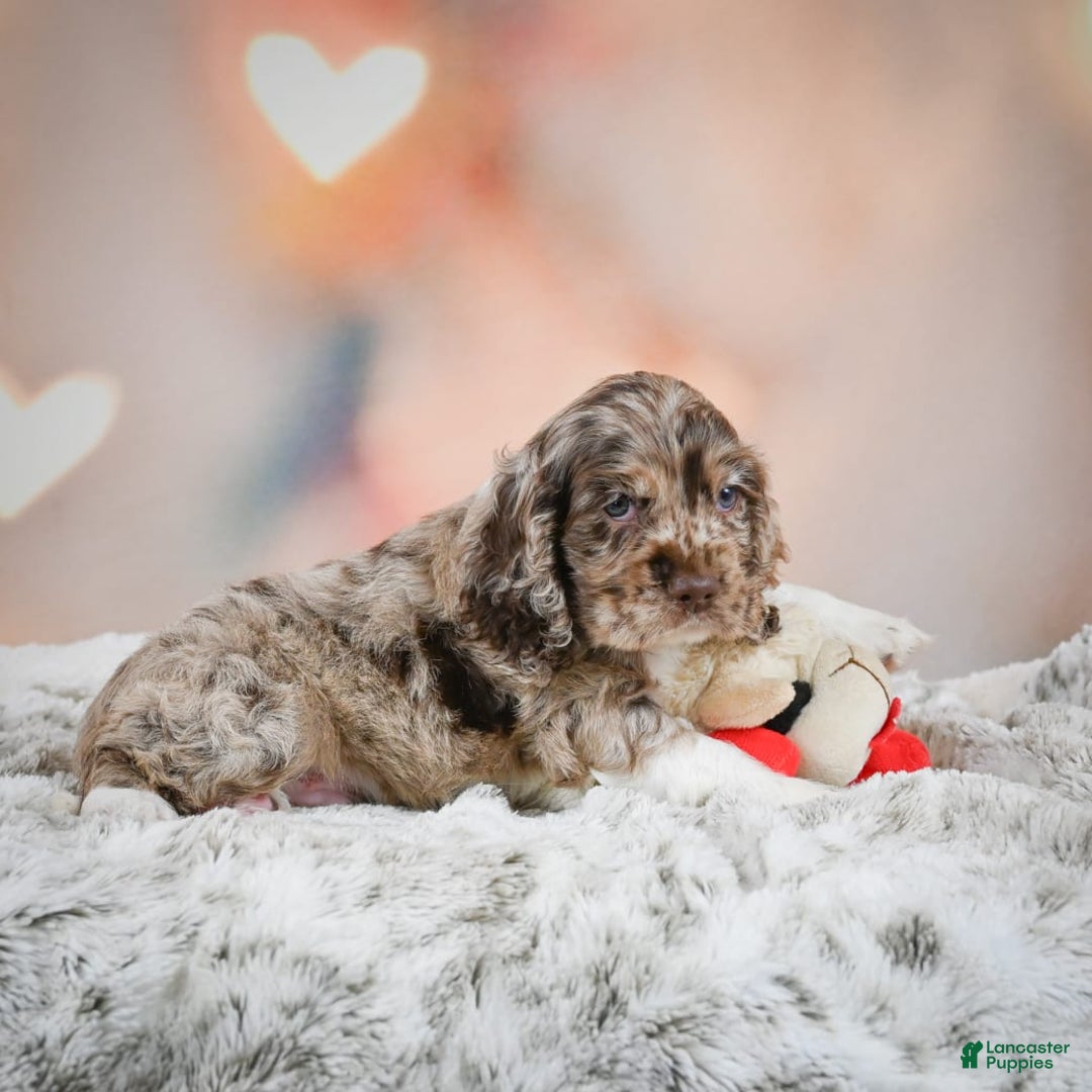 Cocker Spaniel dogs for sale: CoCo - Image 8
