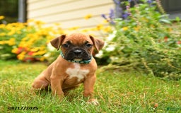 Boxer dogs for sale: Sequoia - Image 3