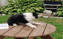 Border Collie dogs for sale: Tucker - Image 2