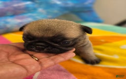 Pug dogs for sale: Lola - Image 1