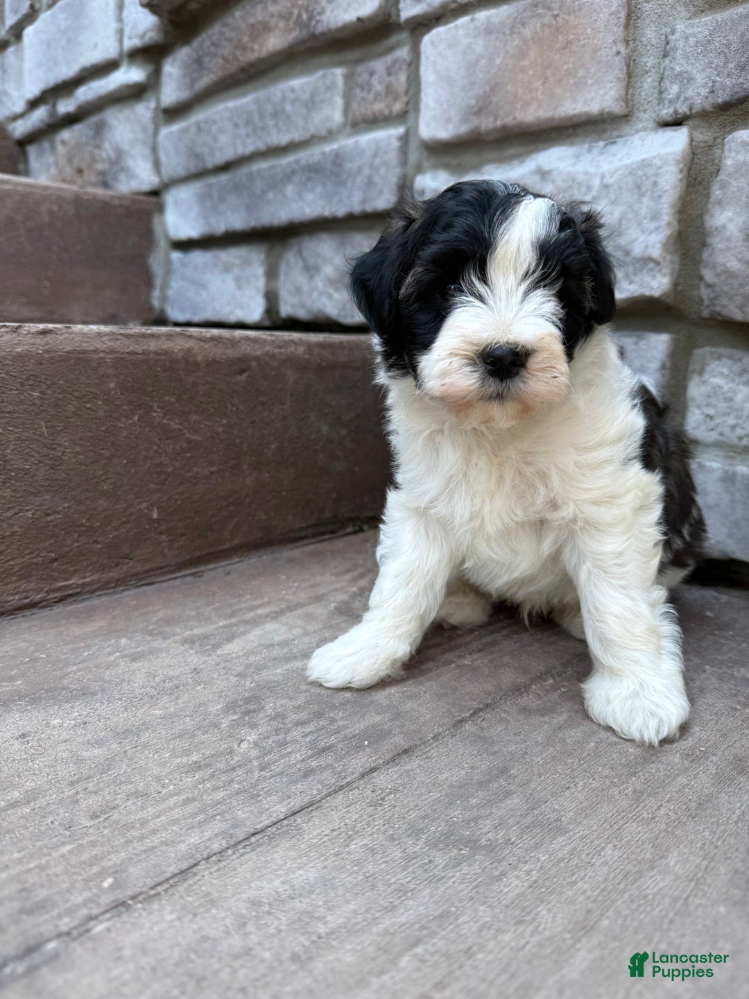 Teddy Bear dogs for sale: Elliott - Image 25