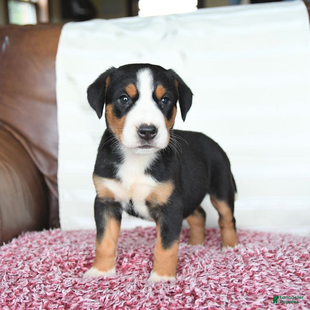 Greater Swiss Mountain Dog dogs for sale: Gemma - Image 12