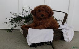 Miniature Poodle dogs for sale: Rily - Image 5