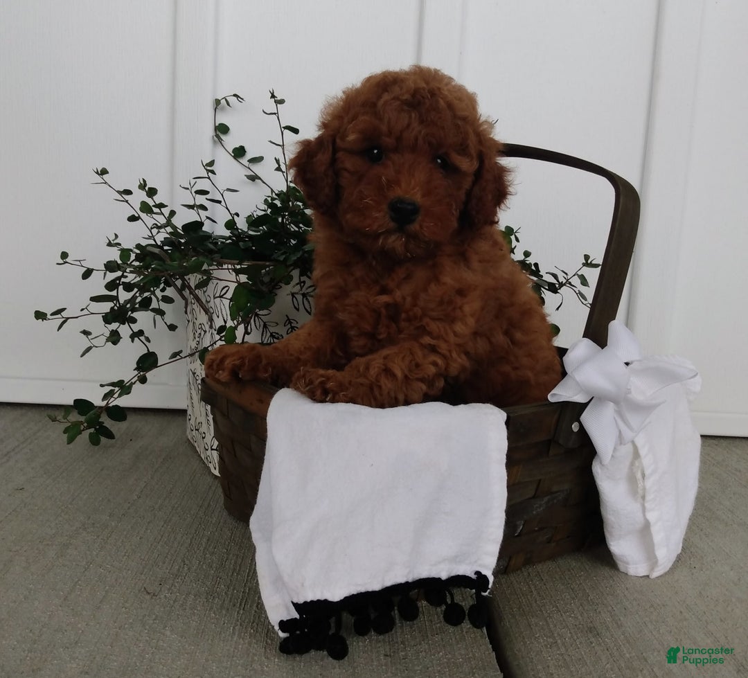 Miniature Poodle dogs for sale: Rily - Image 5