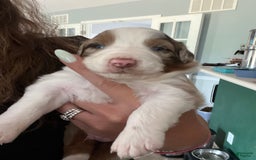 Australian Shepherd dogs for sale: Burrrito - Image 3