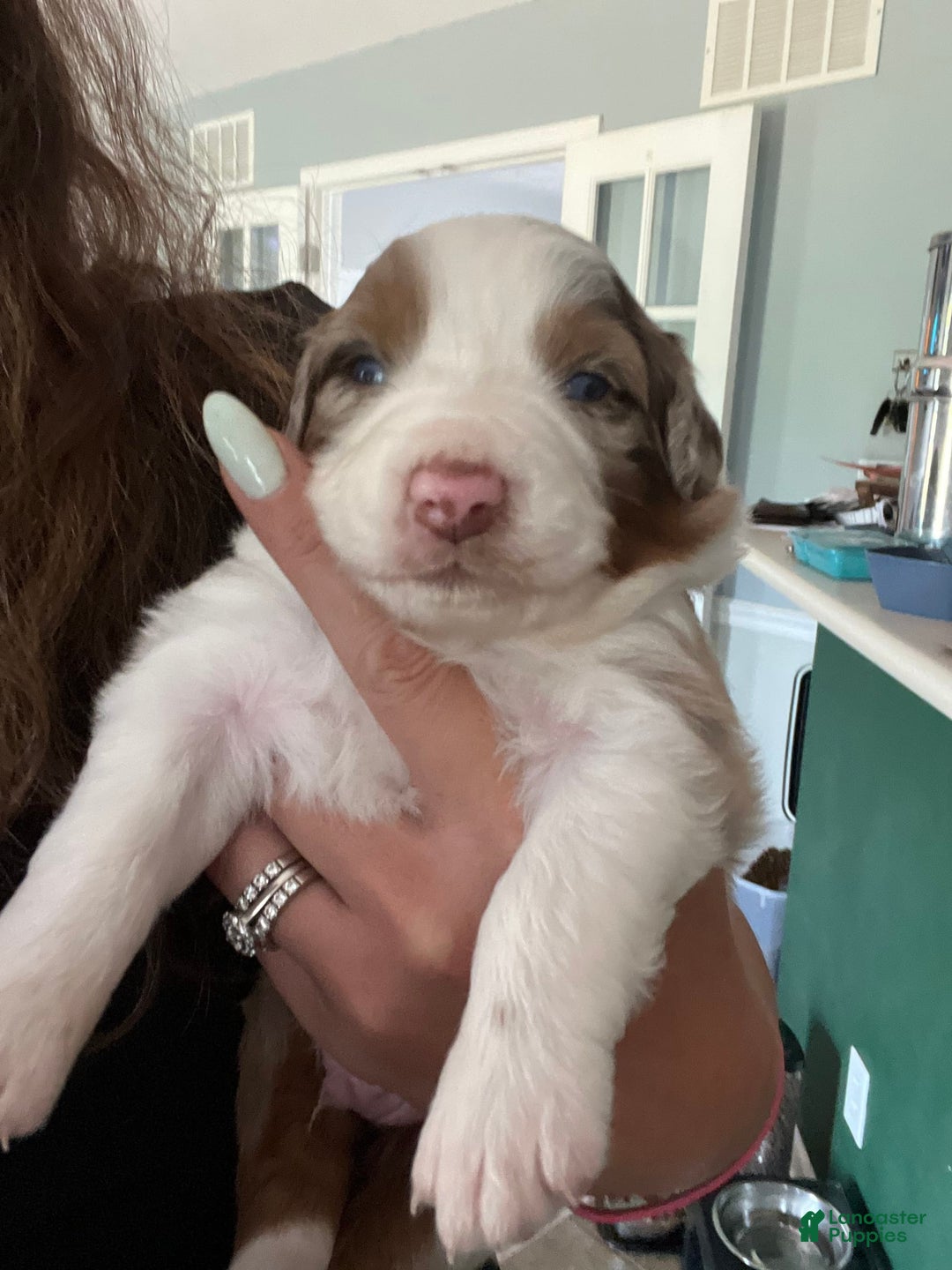 Australian Shepherd dogs for sale: Burrrito - Image 3