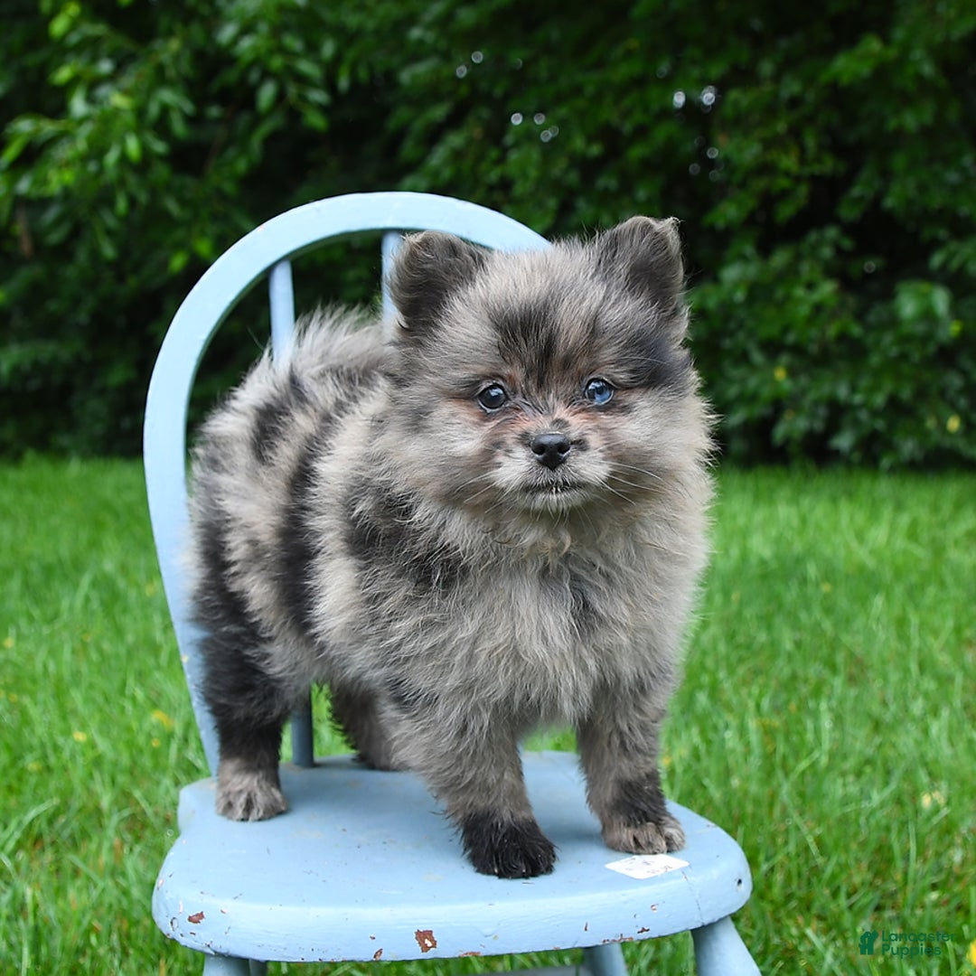 Pomeranian dogs for sale: Pomeranian 2 puppies - Image 4
