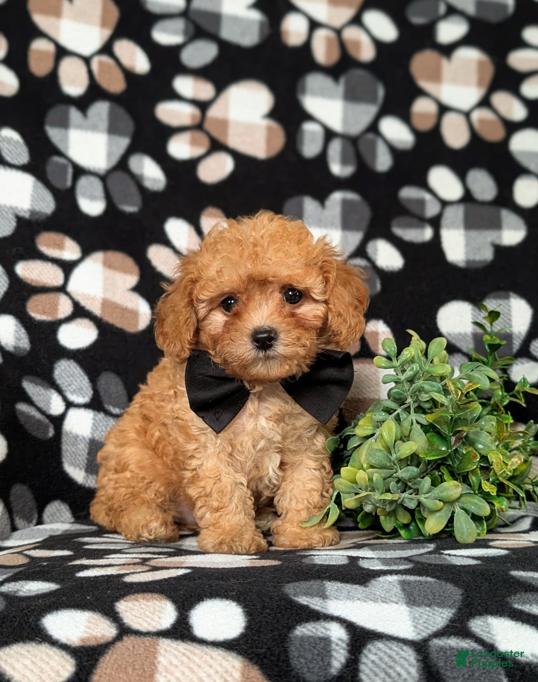 Cavapoo dogs for sale: Liam Toy Size Hypoallergenic - Image 2