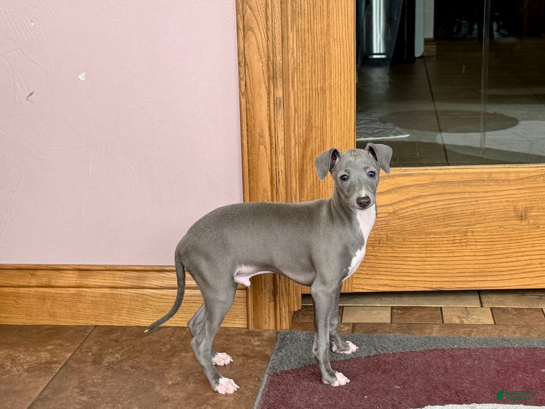 Italian Greyhound dogs for sale: Cj - Image 1