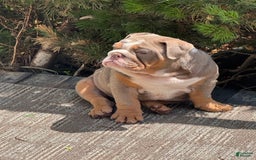 English Bulldog dogs for sale: Flo - Image 6