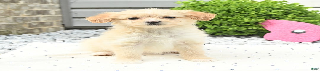 Cinnamon