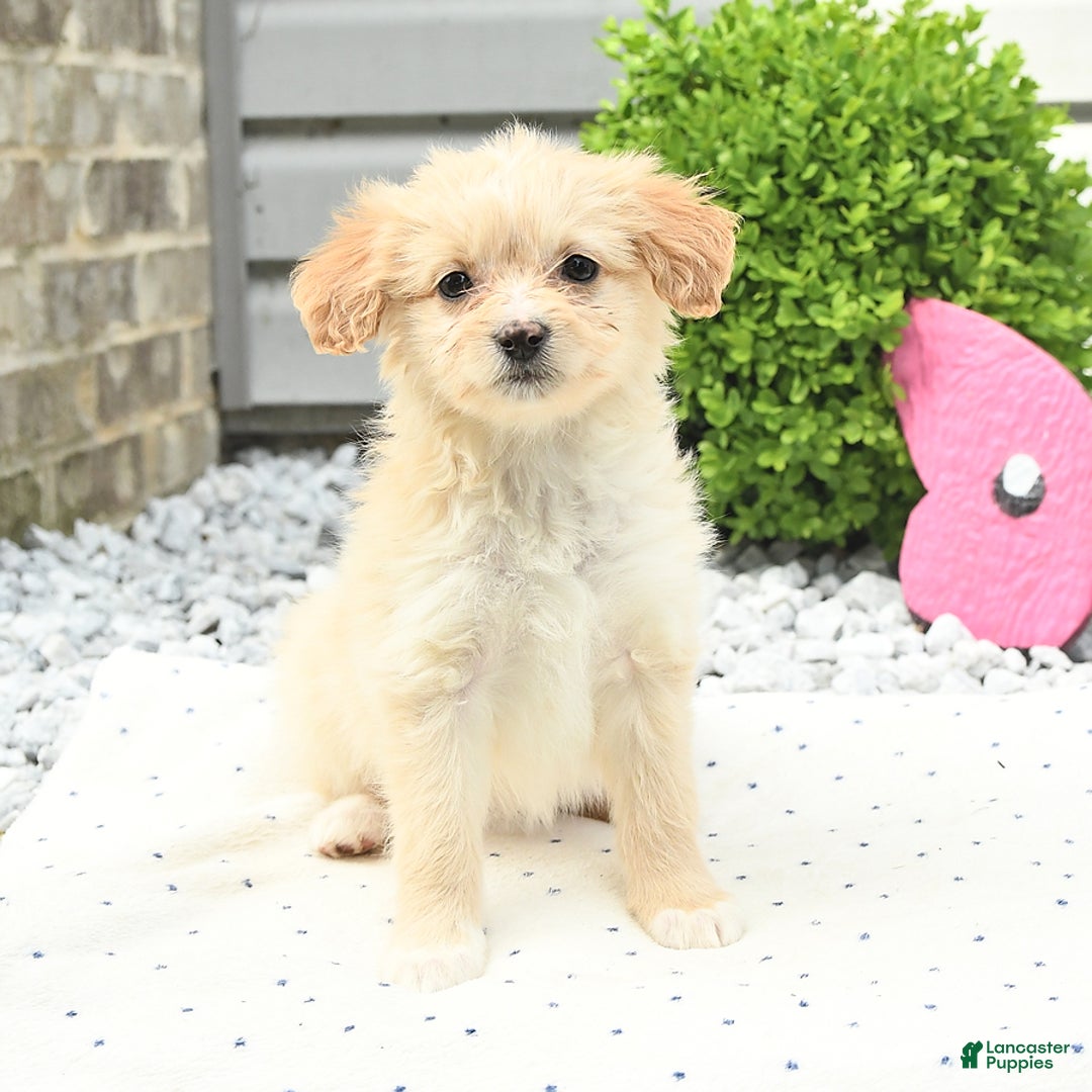Pomeranian dogs for sale: Pomeranian 9 puppies - Image 16